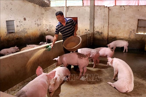 Giá lợn hơi hôm nay (15-5): Tăng cao nhất 2.000 đồng/kg